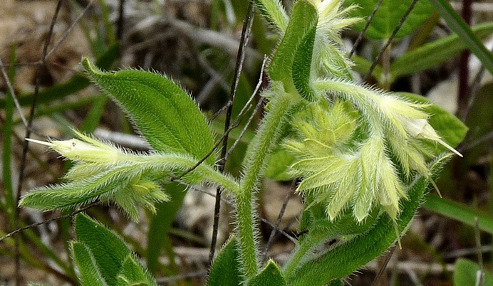 {Lithospermum virginianum}